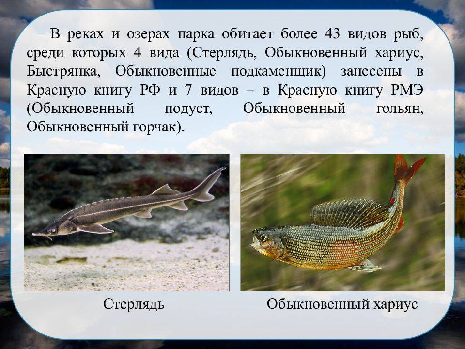 Быстрянка русская. где обитает, как выглядит и образ жизни