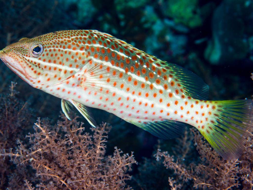 Коста-рика » групер голиаф (grouper, goliath, epinephelus itajara)