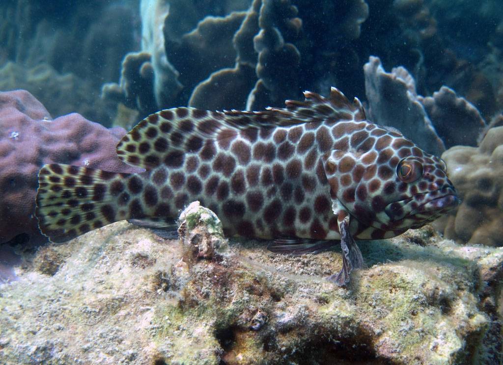 Рыба групер — фото, жизненный цикл, ареал обитания, питание и размножение