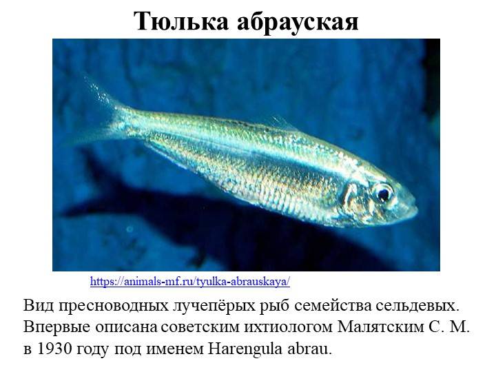 Рыба «Тюлька абрауская» фото и описание