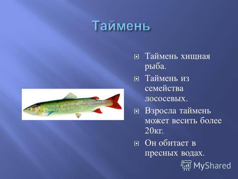 Таймень (рыба) - описание, где водится, повадки и ловля тайменя