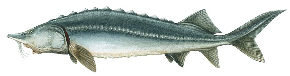 Белуга: самая большая рыба, ареал обитания, нерест, внешний вид