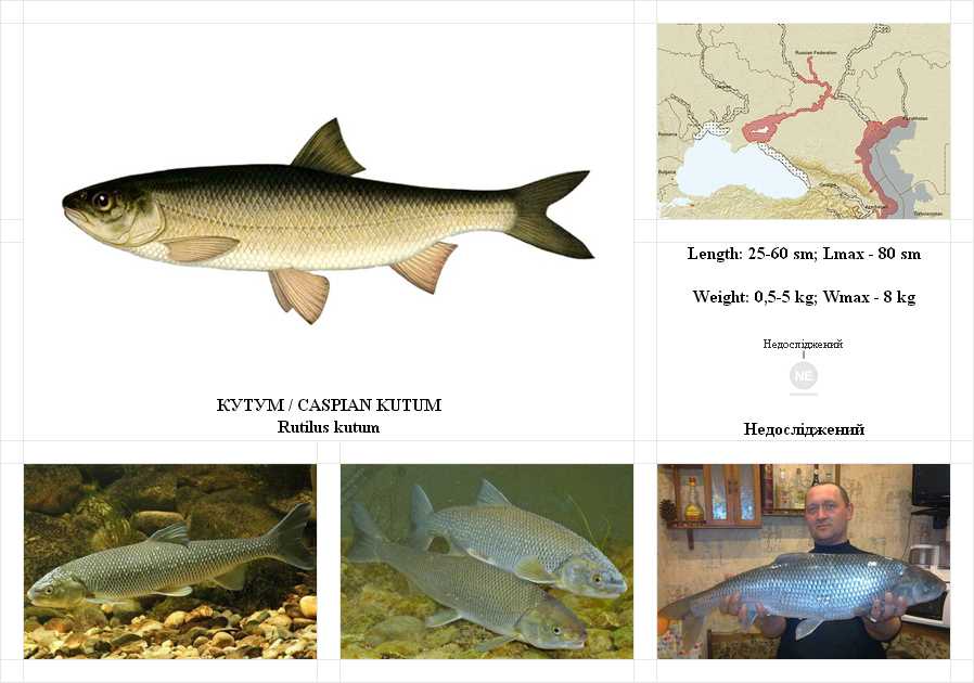 Кутум рыба: википедия, фото, описание, где водится