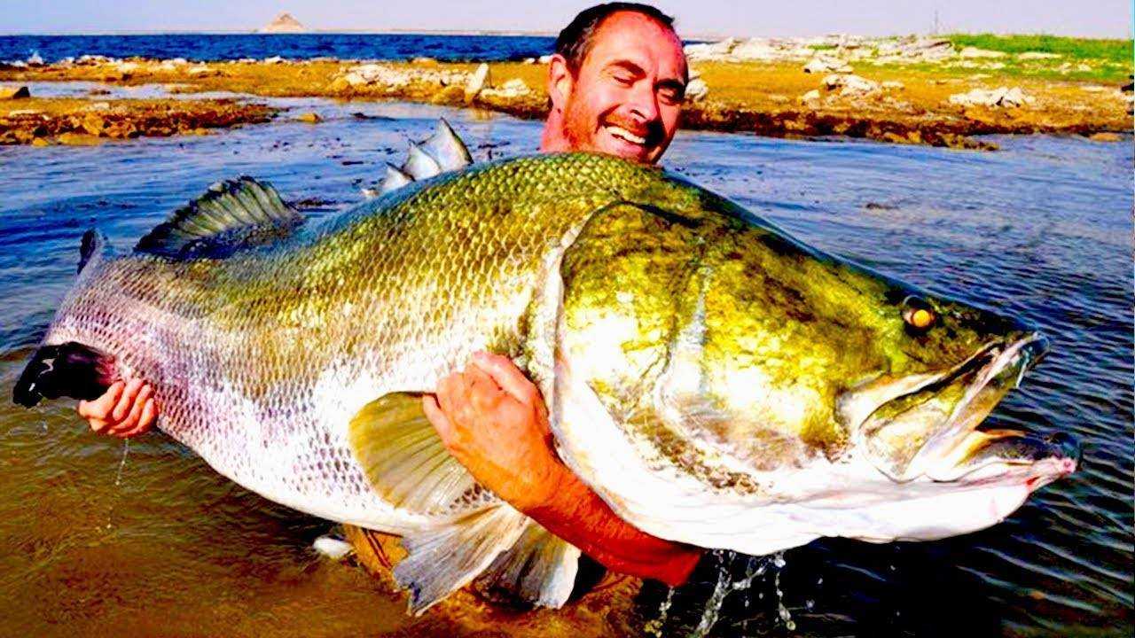 Топ 10 самые большие пресноводные рыбы в мире