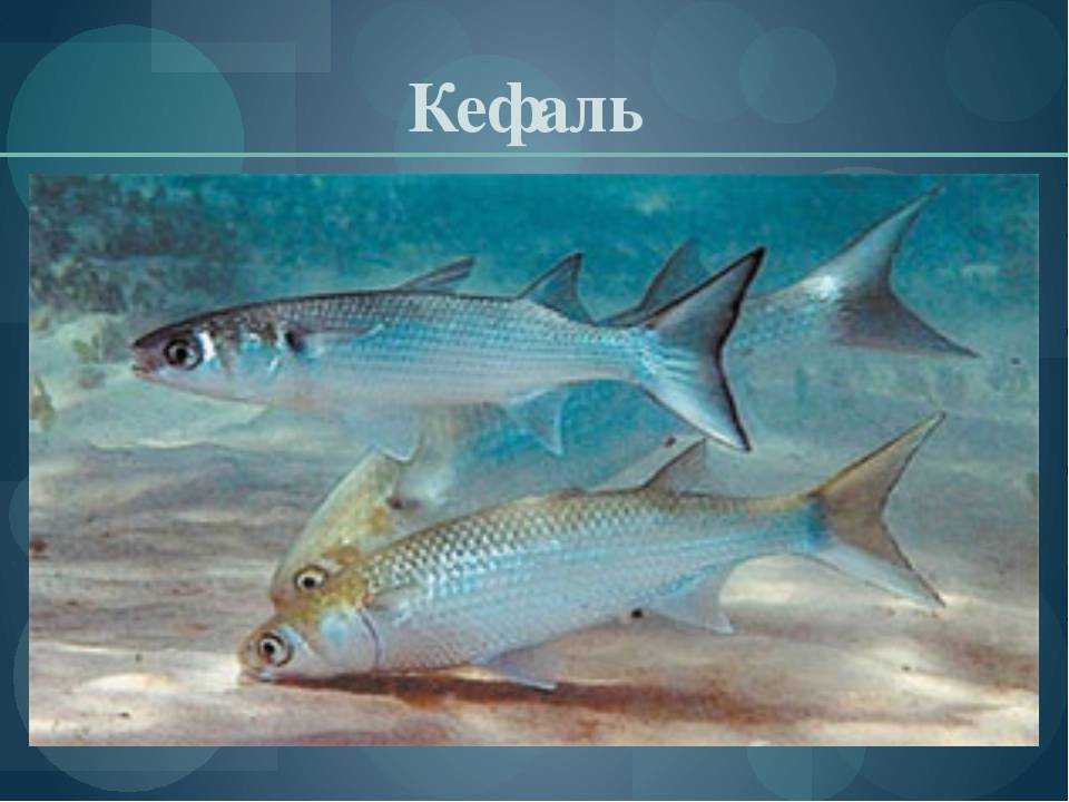 Всё о пеленгасе