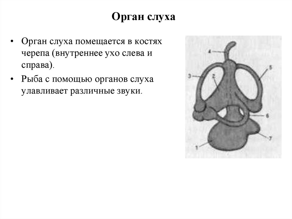 Способны ли рыбы слышать?