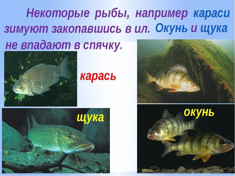 Как спят рыбы в аквариуме ночью: фото, видео