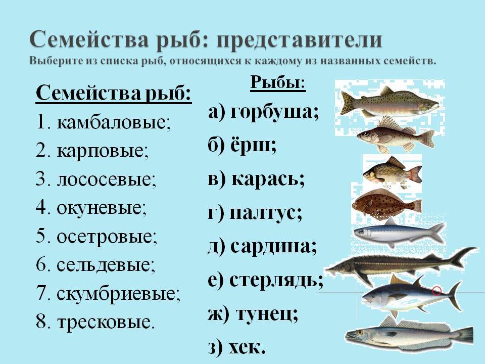 Чем полезна красная рыба, возможный вред, 17 свойств для организма