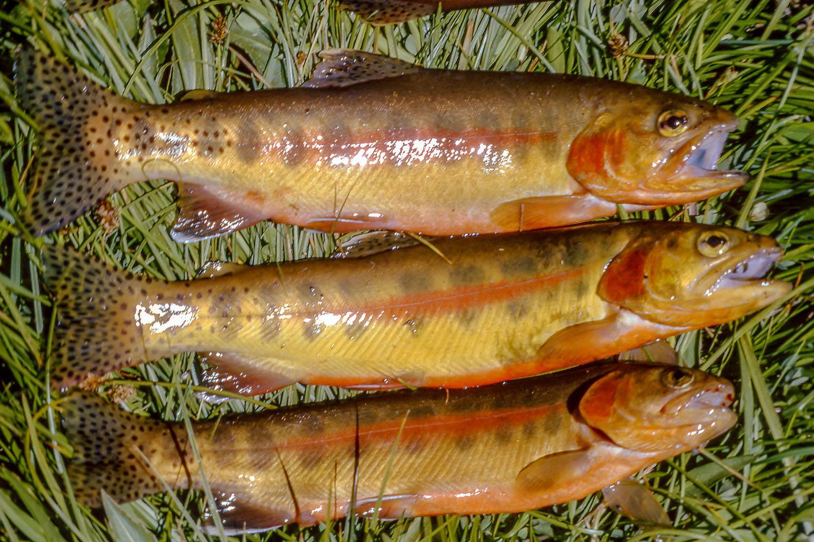 Форель золотая мексиканская фото и описание – каталог рыб, смотреть онлайн