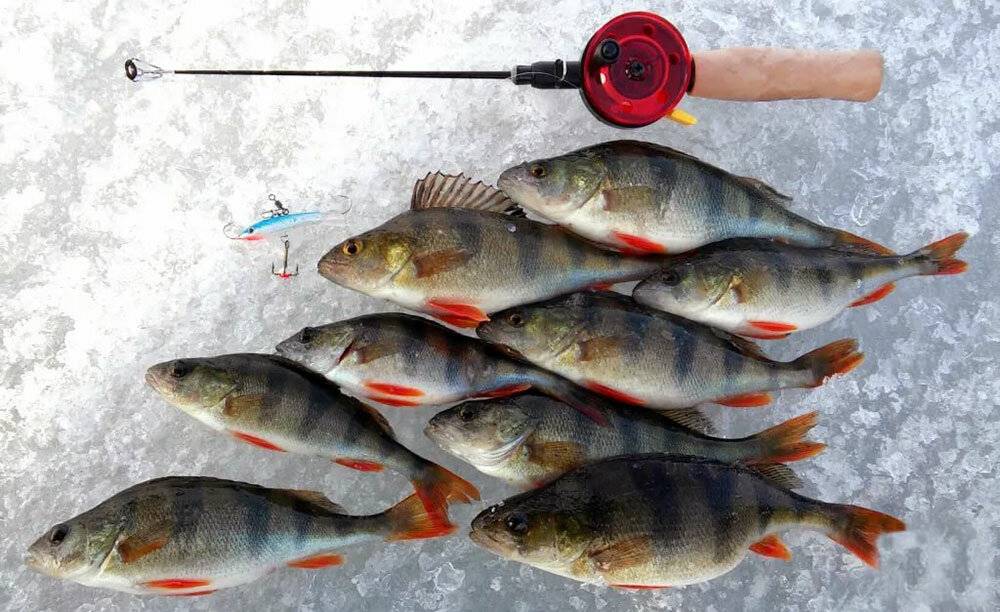 Как выбрать снасть для зимней рыбалки на окуня: технология ловли, как поймать зимой рыбу в реке и озере