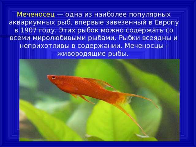 Рыбка меченосец: содержание, разведение, болезни, лечение, описание, фото  | блог аквариумиста