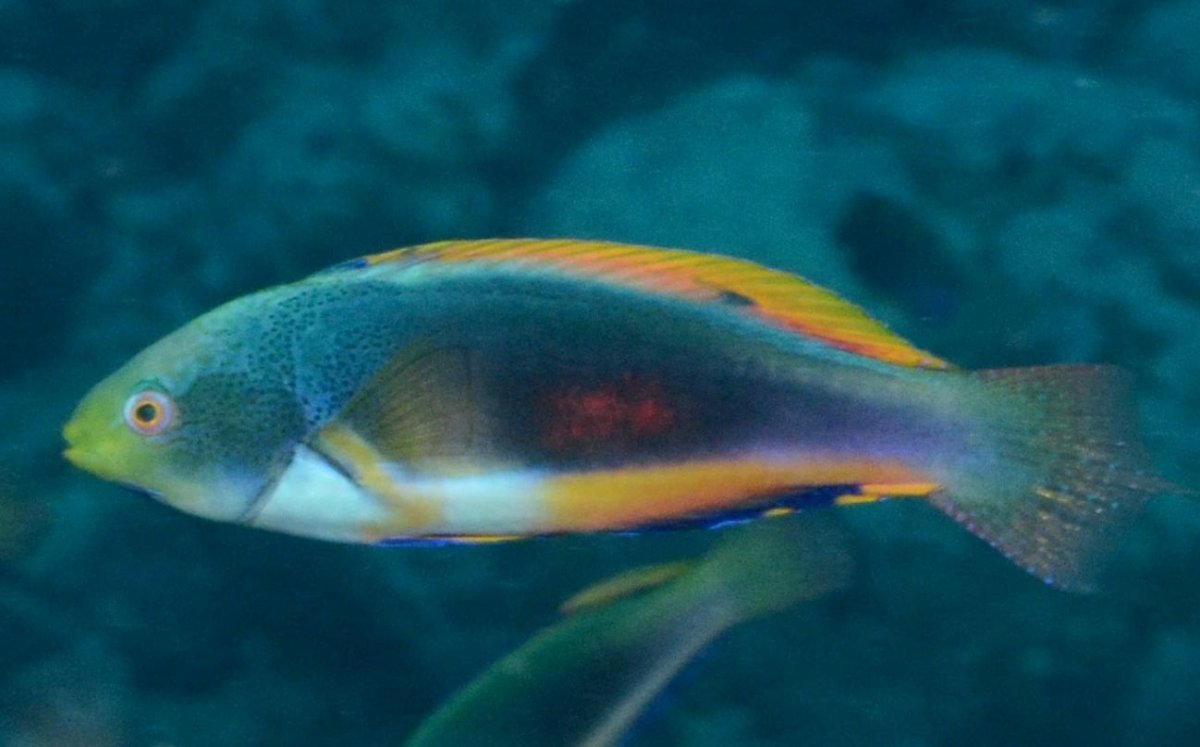 Губан-лапина фото и описание – каталог рыб, смотреть онлайн