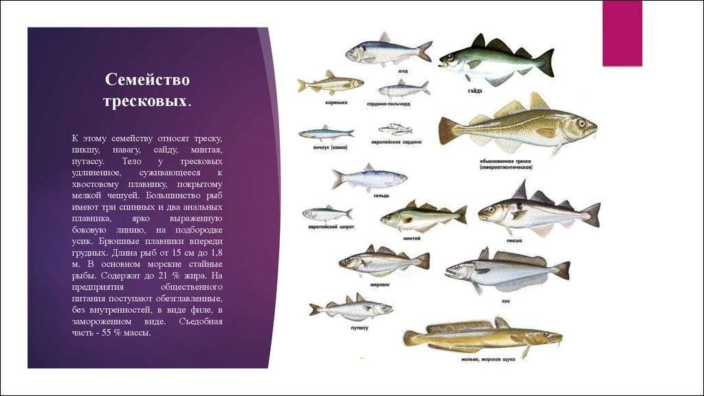 Исключительно пресноводная рыба семейства тресковых 5 букв. рыба семейства тресковых — виды, описание