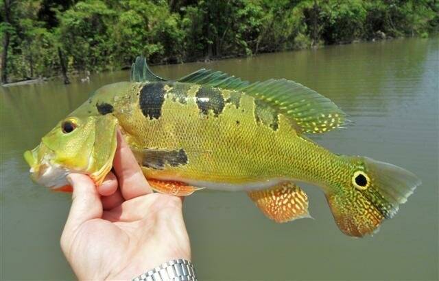 Рыба «павлиний окунь-бабочка» фото и описание