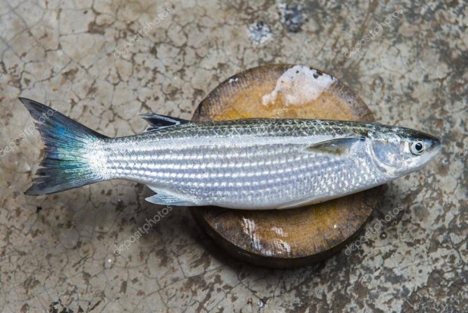 Пеленгас: что за рыба? фото, ловля, описание пеленгаса, как приготовить
