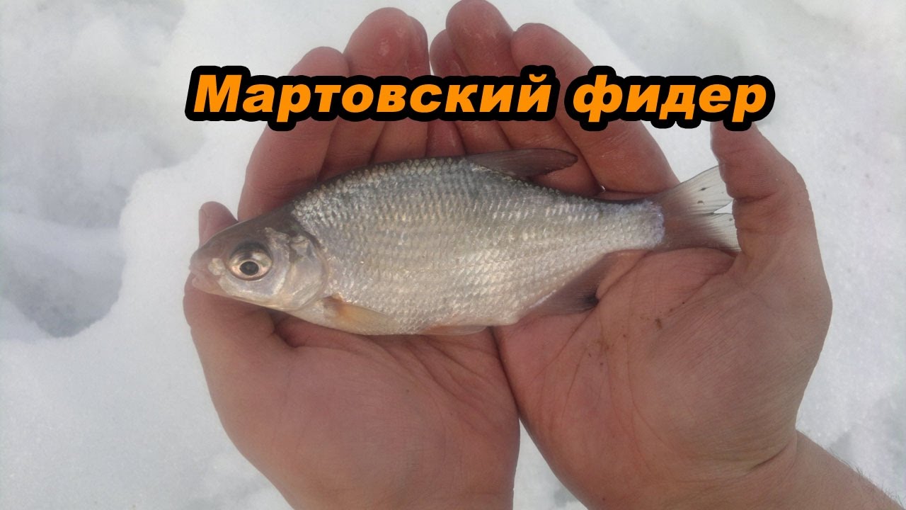 Ловля фидером в апреле - особенности тактики и оснастки