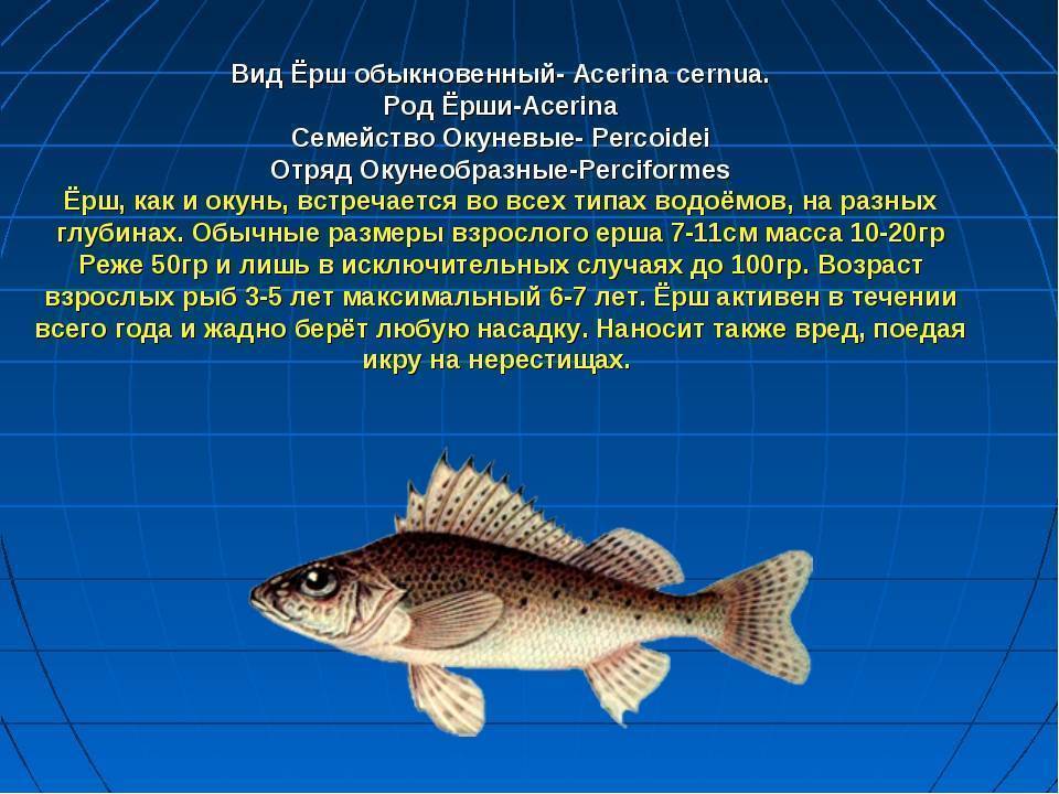 Рыба хариус: как выглядит, когда проходит нерест, полезные свойства