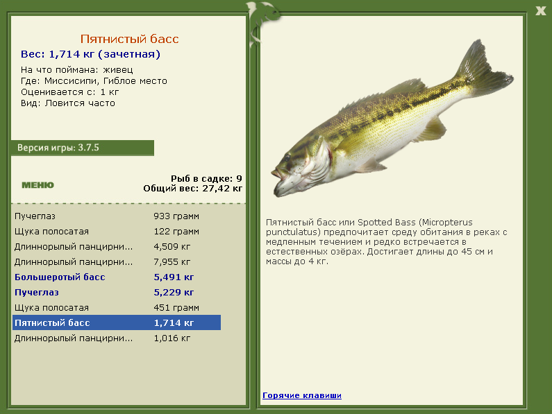 Быстрянка фото и описание – каталог рыб, смотреть онлайн