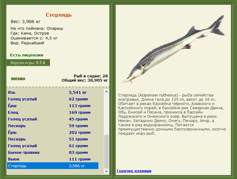 Рыбы семейства осетровых перечень. Виды рыб в Волге. Рыба Каспийского моря список. Громкая рыба из семейства осетровых.