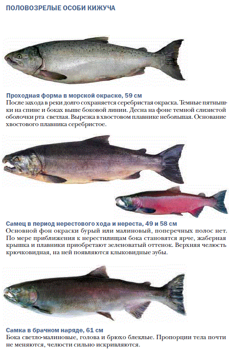 Кижуч: описание рыбы, где водится, способы ловли и пищевая ценность