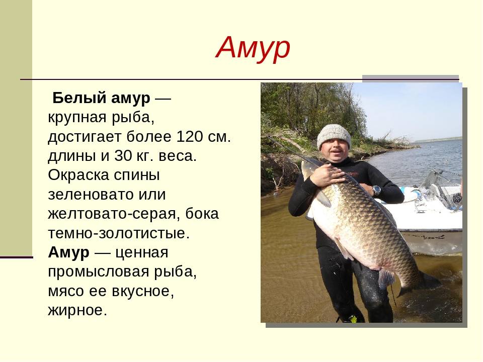 Рыба амур (белый, черный): описание и фото, как выглядит, где обитает
