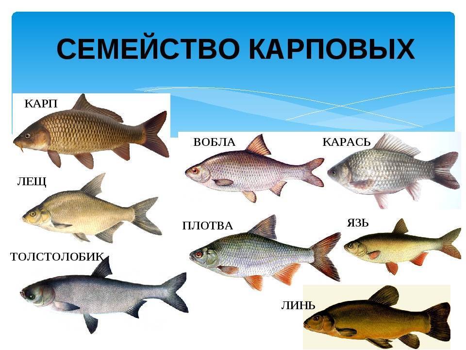 Рыба красноперка: где и как ловить, отличия, размеры, ареал, нерест