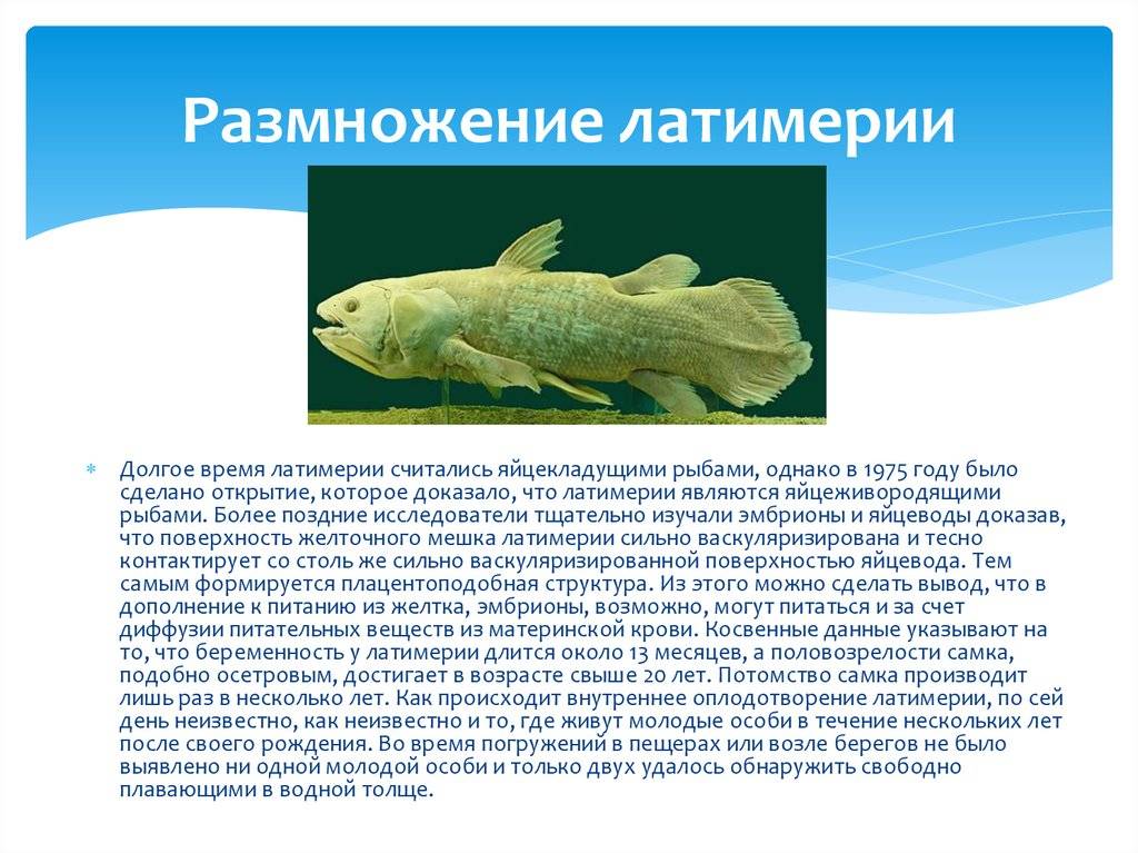 Латимерия (целакант) — кистеперая рыба, фото, где обитает, почему реликтовая