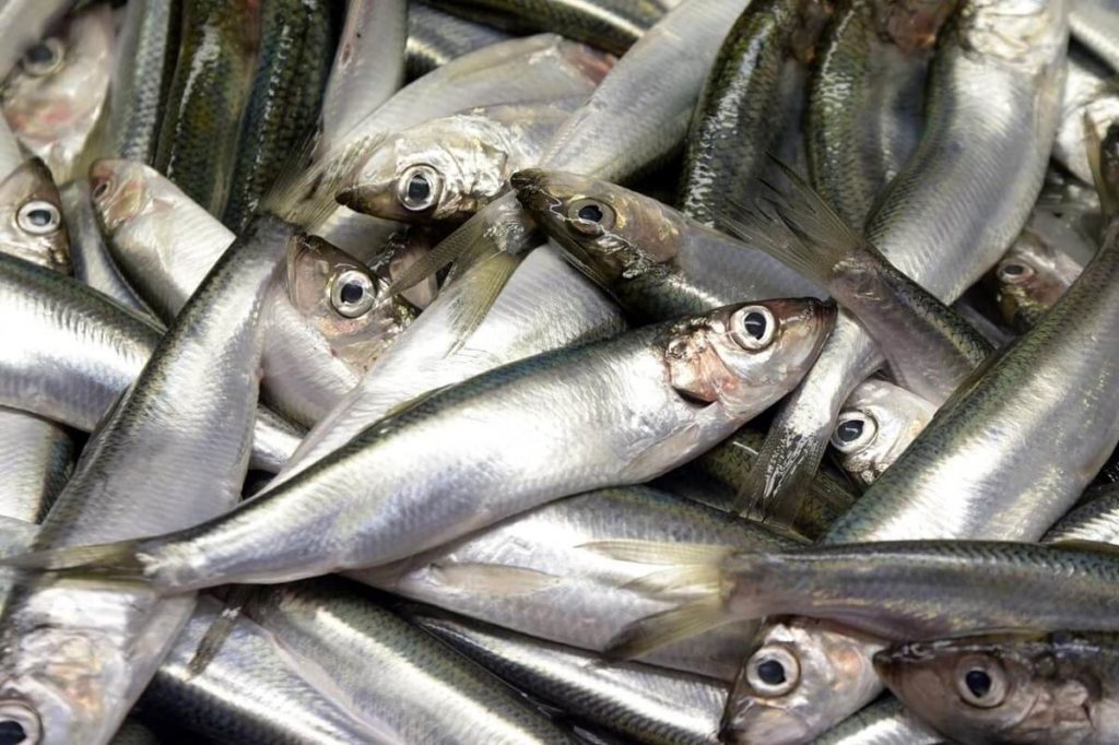Рыба салака – образ жизни и особенности ловли замечательной представительницы сельдевых