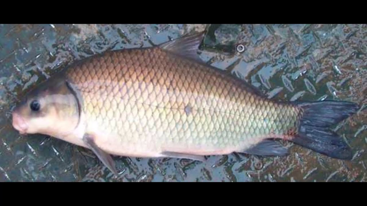 Рыба буффало - фото, описание, ловля