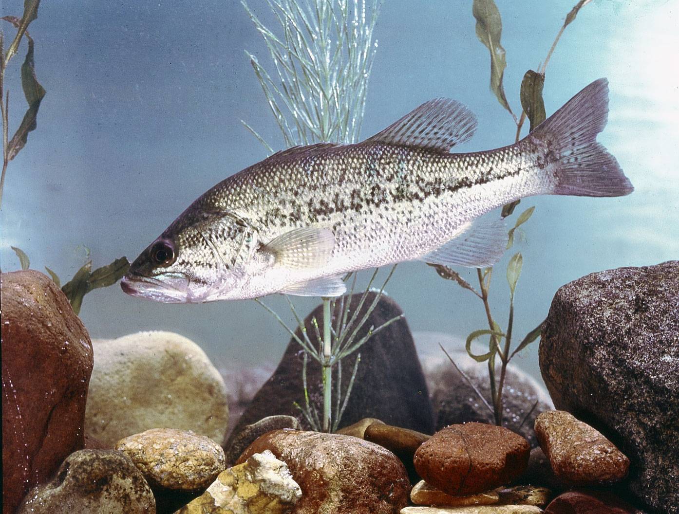 Рыба «басс пятнистый» фото и описание