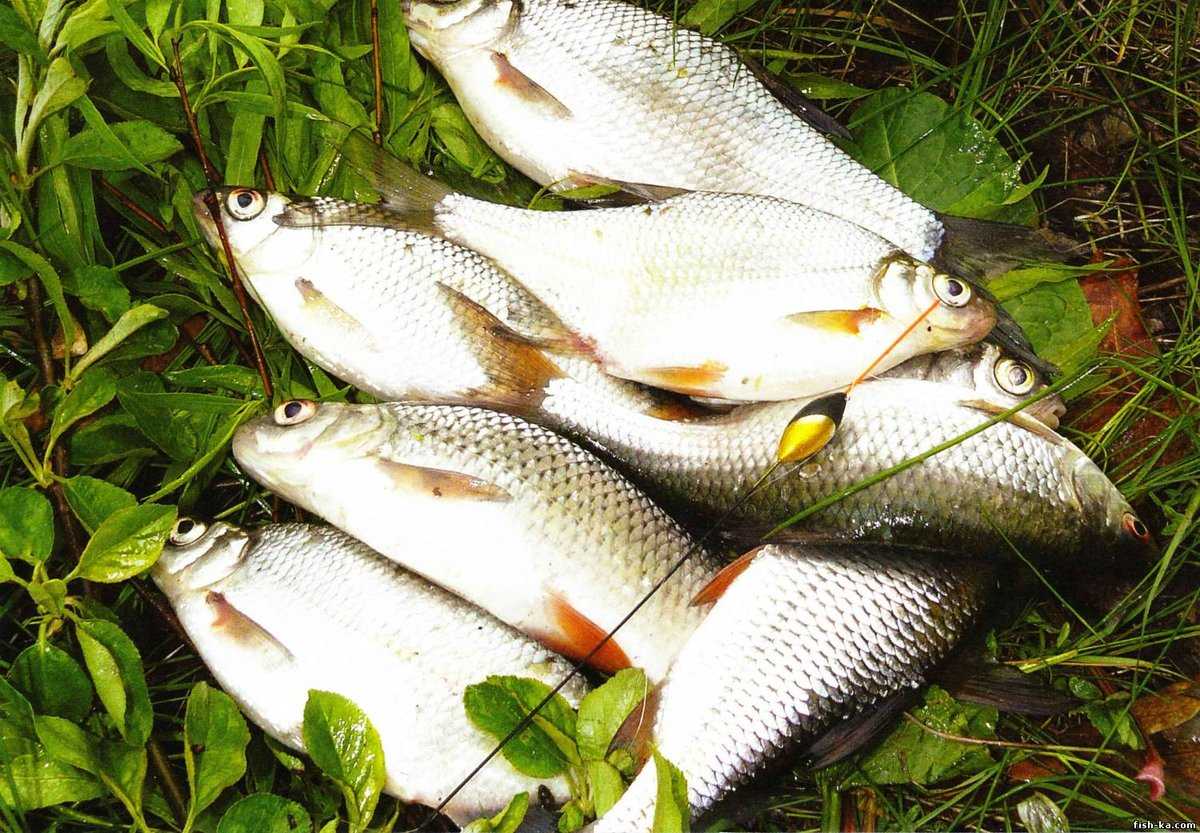 Ловля плотвы. как, где и на что ловить эту рыбу | животный мир