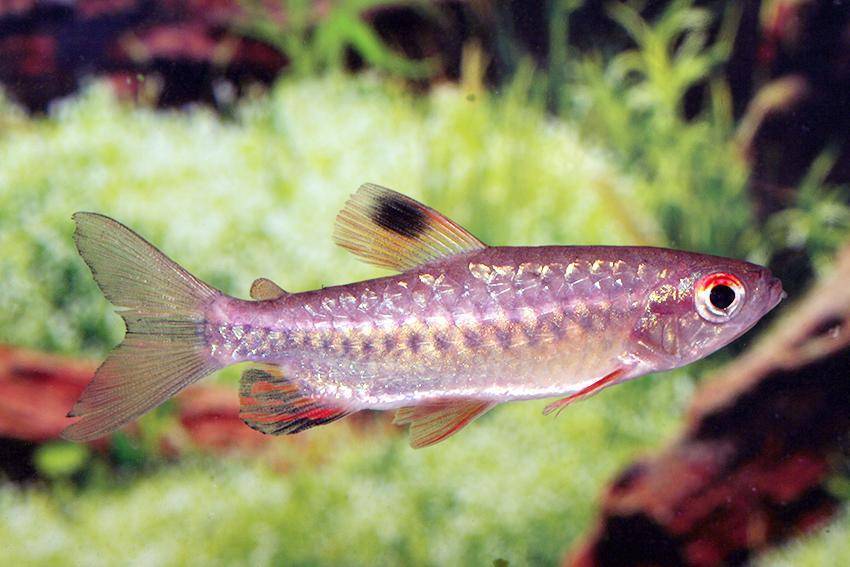 Усач обыкновенный фото и описание – каталог рыб, смотреть онлайн