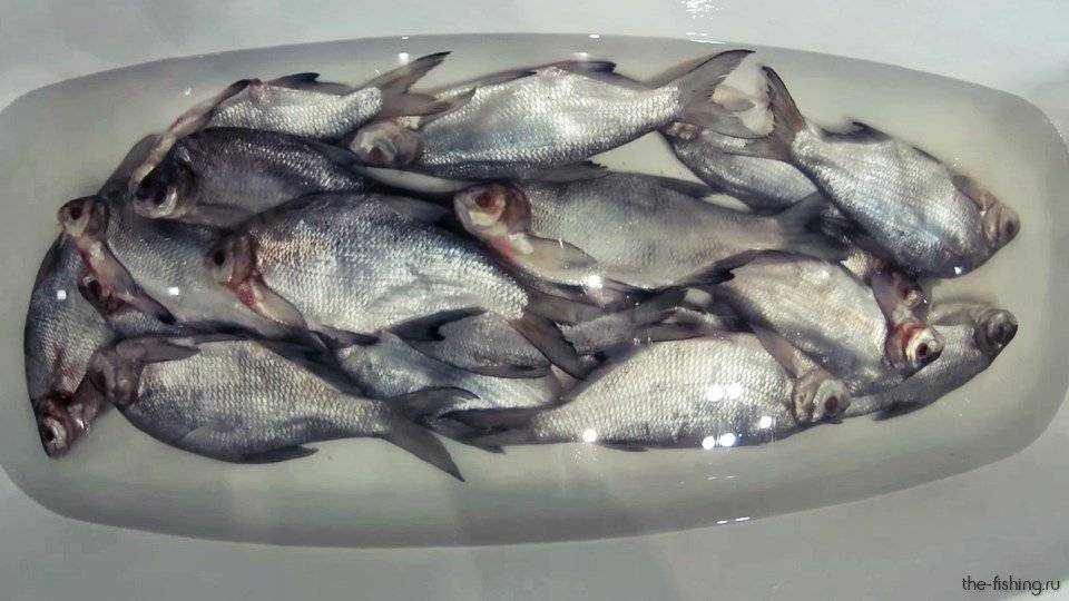 Общие правила соления рыбы