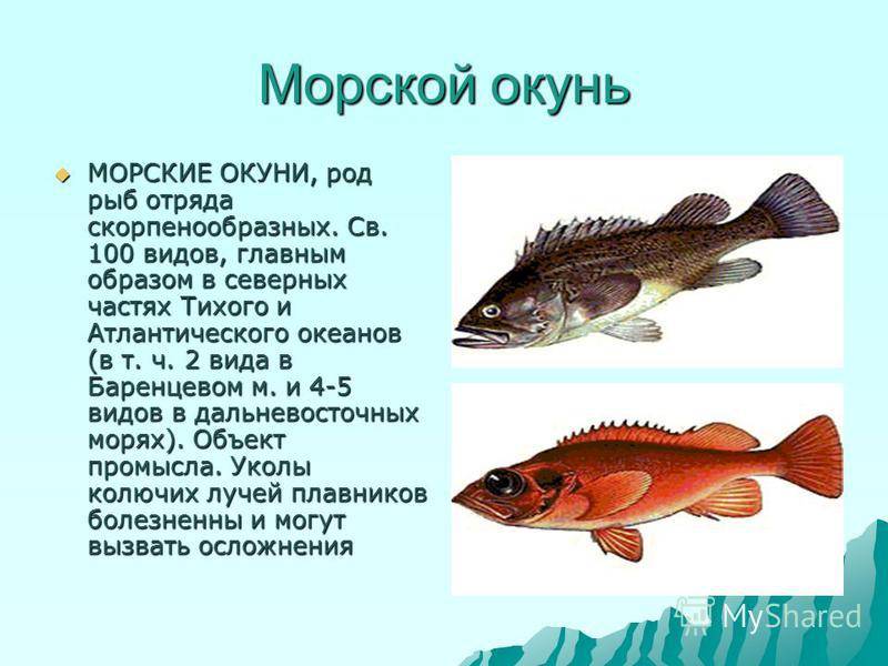 Рыба «окунь желтый» фото и описание
