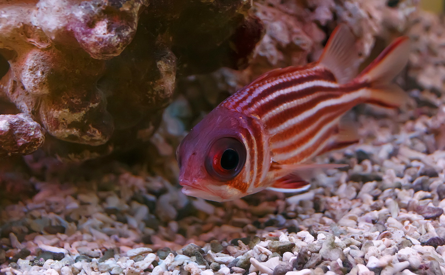 Рыба «каменный окунь-ханос» фото и описание