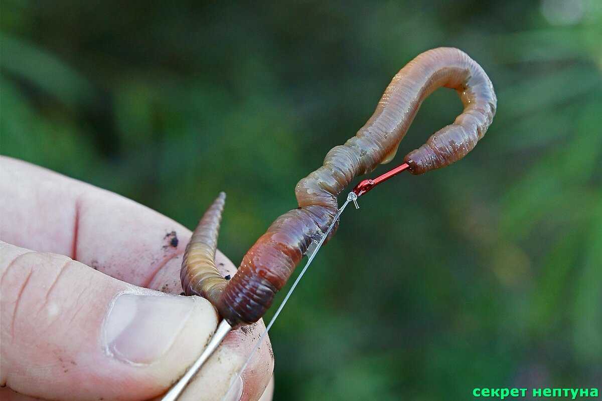 Как насадить червя на крючок - способы правильного насаживания