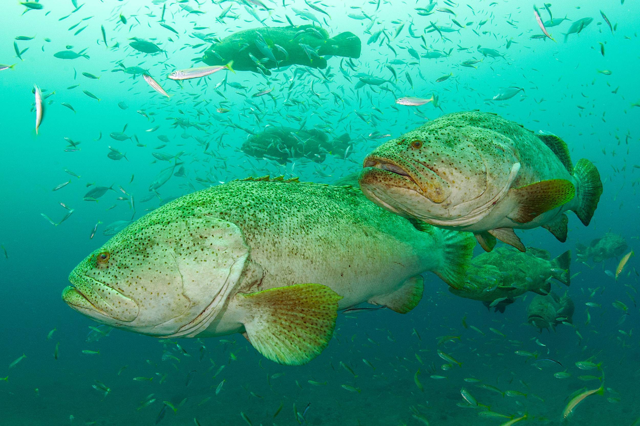 Рыба групер: внешний вид, фото, особенности, интересные факты, среда обитания