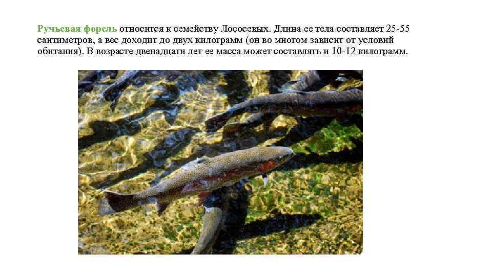 Как поймать озерную форель: 12 шагов (с иллюстрациями)