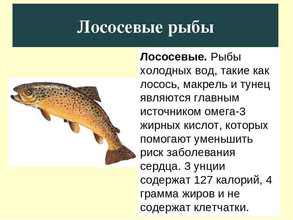 Рыба вьюн: фото, описание, где обитает, чем питается, как ловить