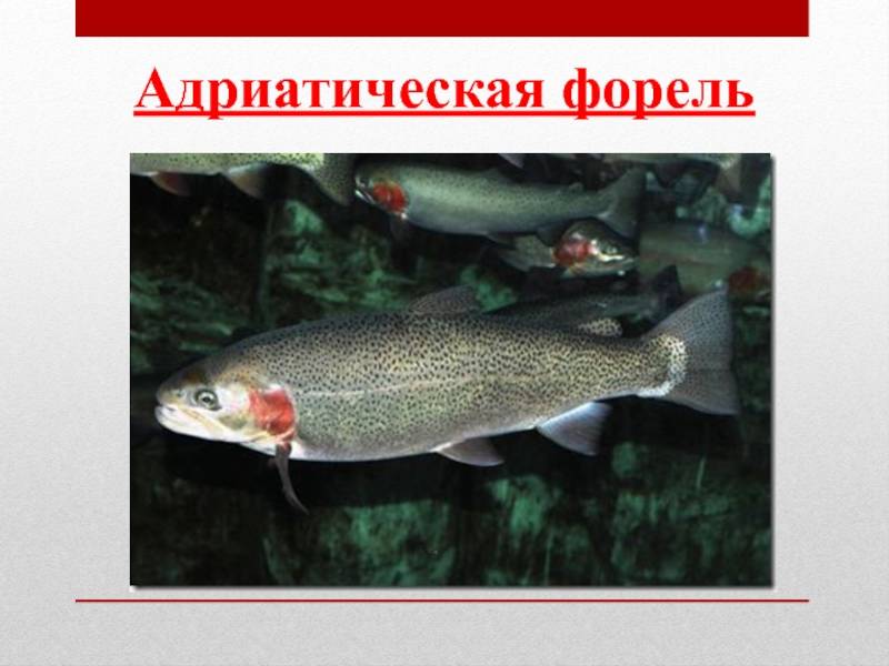 Рыба «Форель адриатическая» фото и описание