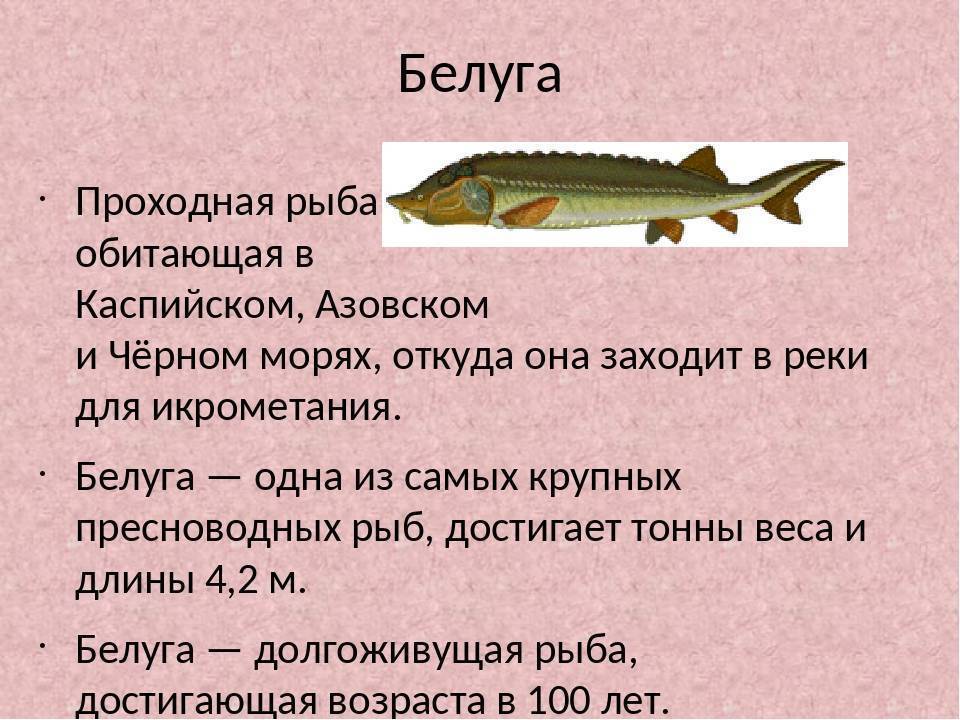 Стерлядь: что за рыба, где водится, описание, фото, польза, как едят, как приготовить