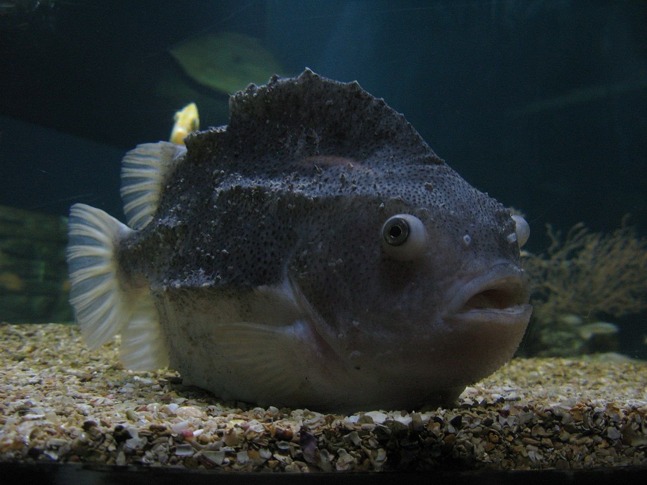 Губан-лапина фото и описание – каталог рыб, смотреть онлайн