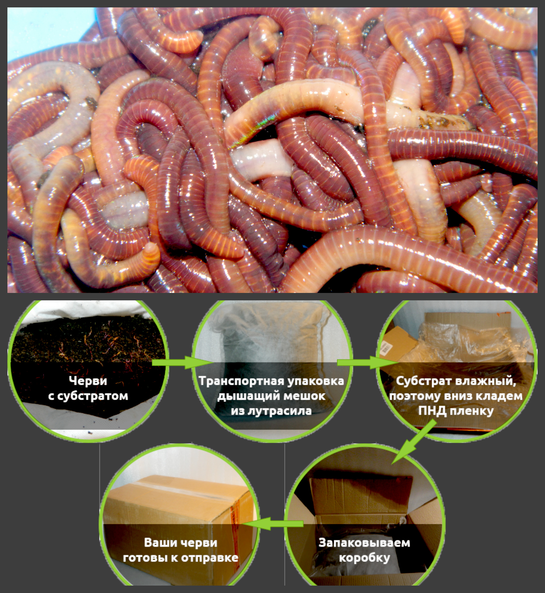 Навозный червь: выращивание и разведение в домашних условиях, способы добычи, хранения + советы чем кормить и где копать