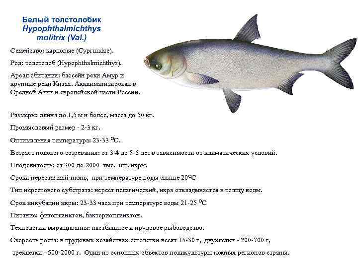 Толстолоб - 80 фото уникальной и вкусной пресноводной рыбы