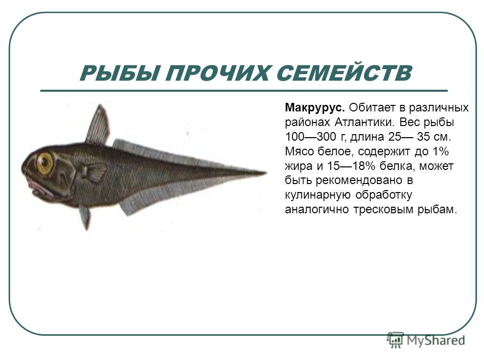 Рыба хоки: места обитания, описание и рецепты приготовления. рыба хоки – польза и состав продукта