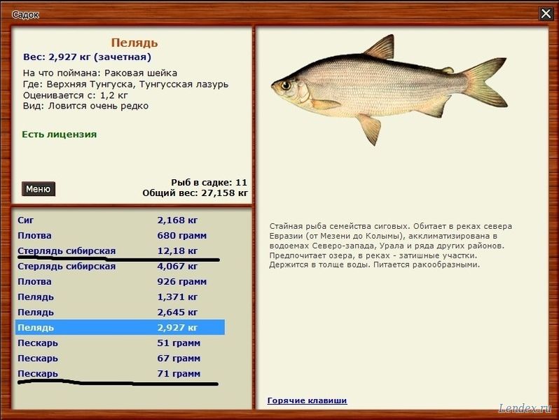 Пелядь описание что за рыба | где водится пелядь (сырок)