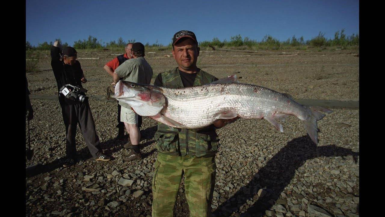 Лучшая рыбалка на реках в якутске республика саха