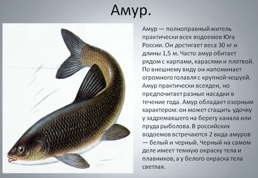 Лещ амурский чёрный фото и описание – каталог рыб, смотреть онлайн
