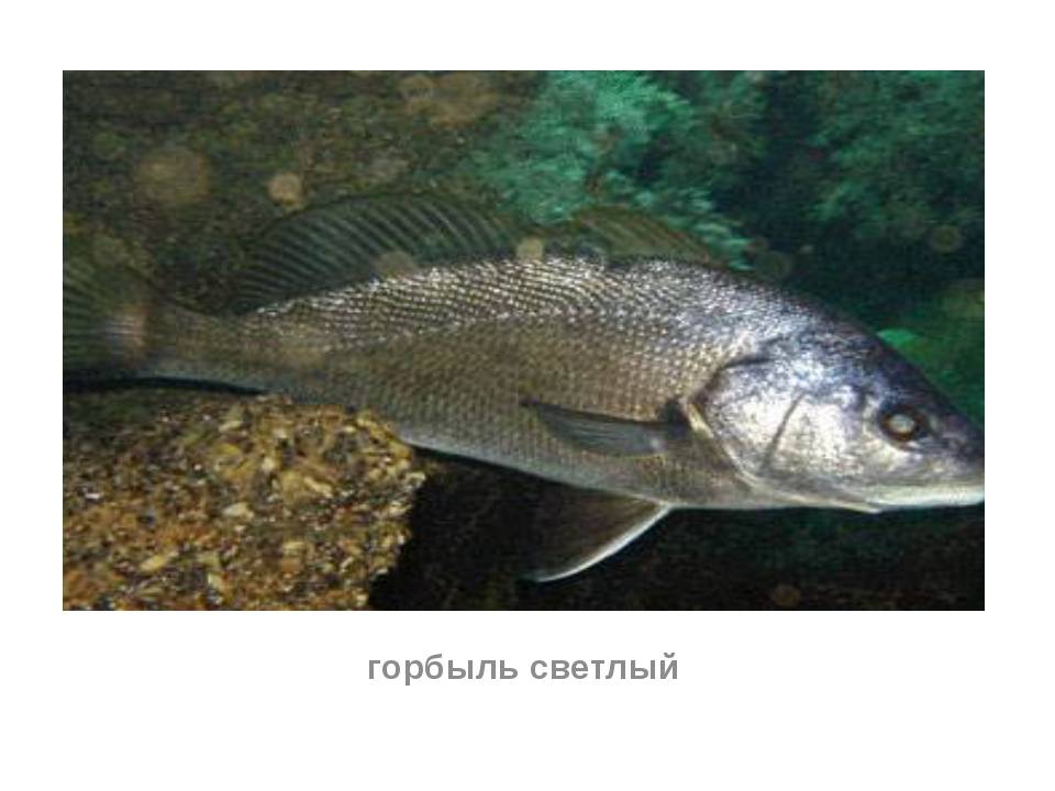 Горбыль песчаный фото и описание – каталог рыб, смотреть онлайн