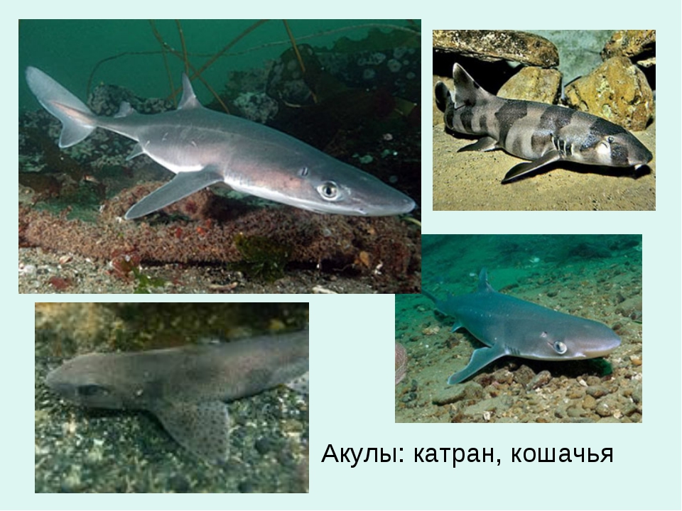 Акулы катран могут нападать на людей в черном море. куда пропадают отдыхающие? катран ест человека?
